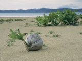 Sprouting Coconut Lying on a Sandy Beach