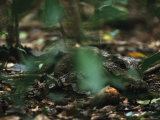 West African Dwarf Crocodile Lying in the Forest