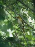 Female Golden Oriole with an Insect in her Bill