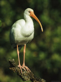 White Ibis Perches on a Tree Branch on Floridas Gulf Coast