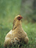 Hen and her Chicks Sitting in Grass