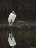 Wood Ibis on Floridas Gulf Coast