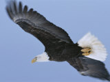 American Bald Eagle in Flight