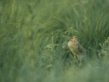 Eurasian Woodcock Standing in Tall Grass