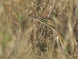 American Bittern on Floridas Gulf Coast