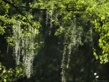 Spanish Moss Adorns a Tree in South Florida