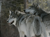 Two Gray Wolves Look over Their Shoulders
