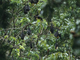 Flying Foxes Roosting in a Tree
