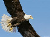 Bald Eagle in Flight