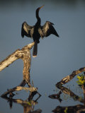 Male Anhinga Perches on a Tree Stump above a Coastal Lagoon