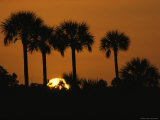 Silhouette of Palm Trees at Sunset