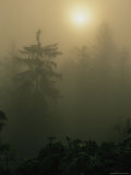 Morning Fog Blankets the Forest in Olympic National Park