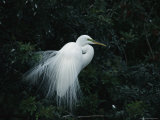 Great Egret Displays its Plumage