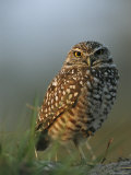 Burrowing Owl Perches on a Mound of Sand