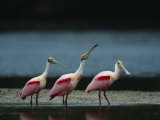 Trio of Roseate Spoonbills Are Reflected in a Coastal Lagoon