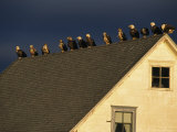 Row of American Bald Eagles Perched on a Rooftop