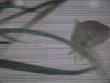 Fish in an Aquarium as Seen Through a Screen