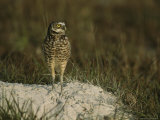 Burrowing Owl Perches on a Mound of Sand