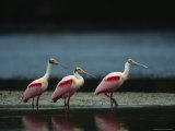 Trio of Roseate Spoonbills Are Reflected in a Coastal Lagoon