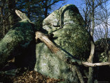 Greenstone Rock Covered with Lichens on Thunder Ridge
