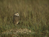 Burrowing Owl in its Grassland Habitat