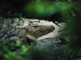 Crocodile Photographed Through Dense Foliage