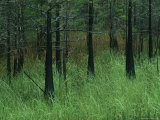 Slash Pines Grow above the Tall Grass in Floridas Freshwater Marsh