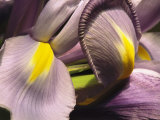 Close View of a Domesticated Iris
