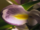 Close View of a Domesticated Iris