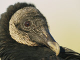 Close View of a Black Vulture