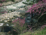 Redbud Trees in Bloom along the Banks of the Merced River