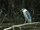 Black-Crowned Night Heron Feeds on a Fish
