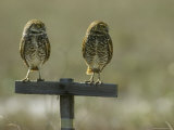 Pair of Burrowing Owls Perch on a Post