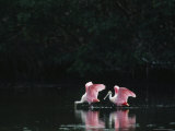 Pair of Roseate Spoonbills Wade in a Coastal Lagoon