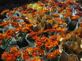 Bouquets of Chrysanthemum Flowers