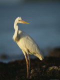Great Blue Heron during its White Phase