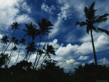 Palm Trees Blowing in Tropical Breeze Against a Blue Sky with Puffy Clouds