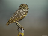Burrowing Owl Perches on a Fence Post