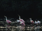 Roseate Spoonbills Wade in a Coastal Lagoon