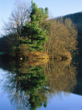 White Pine Tree on a Small Island in Abbott Lake