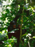 Snarling Chimpanzee Holds her Baby While Hanging from a Tree Branch