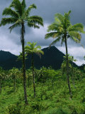 Field of Palm Trees with Volcanic Mountains in Background