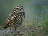 Burrowing Owl Perches on a Mound of Sand