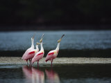 Roseate Spoonbills Are Reflected in a Coastal Lagoon