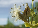Close View Detail of a Milkweed Seed Pod Bursting