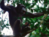 Female Chimpanzee and her Baby Perched on a Tree Branch