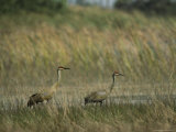 Pair of Sandhill Cranes Stand Amid the Tall Grass of a Marsh