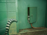 Ring Tailed Lemurs Walk Through a Small Door in a Green Room