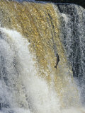 Leaping Salmon Jumps up a Waterfall in Canada