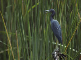Little Blue Heron Perches on a Tree Stump